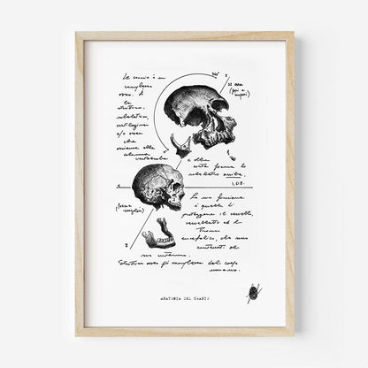 "Anatomia Del Cranio" - Stampa D'arte