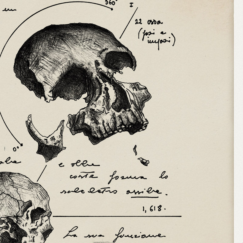 "Anatomia Del Cranio" - Stampa D'arte