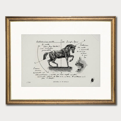 "Anatomia Di Un Cavallo " - Stampa D'arte