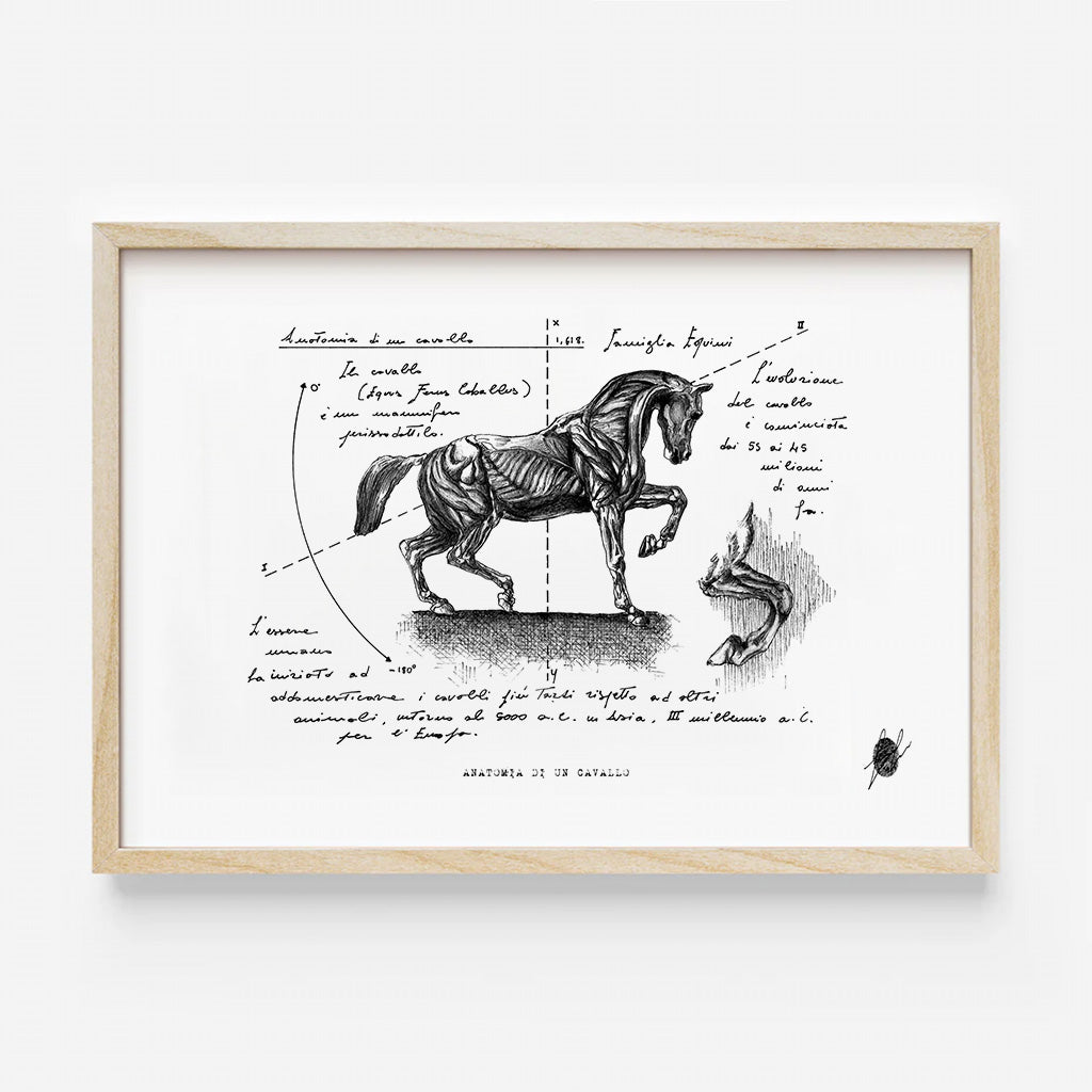 "Anatomia Di Un Cavallo " - Stampa D'arte