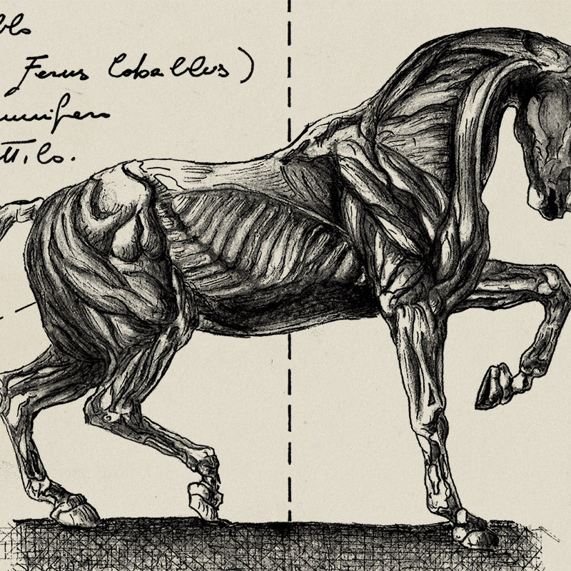 "Anatomia Di Un Cavallo " - Stampa D'arte