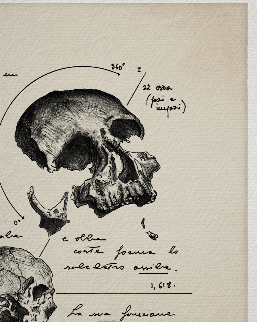 "Skull Anatomy" - Art Print