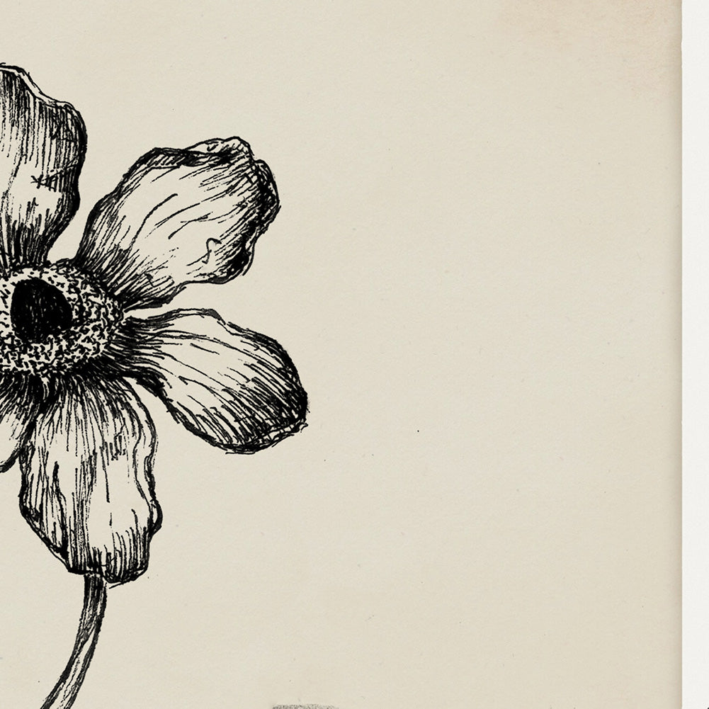 "Anemone Singola" - Stampa D'arte