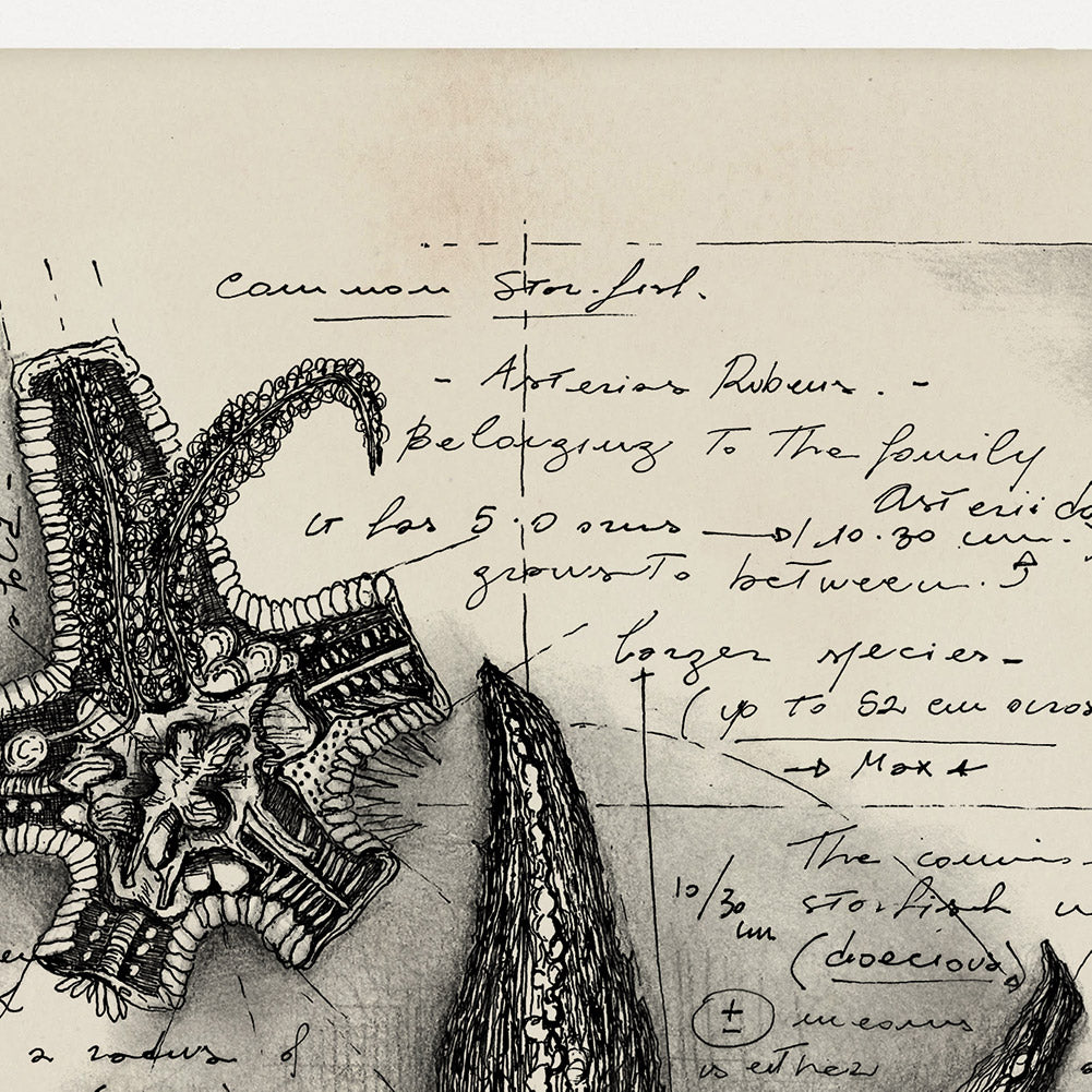 "Asterias Rubens" - Stampa D'arte