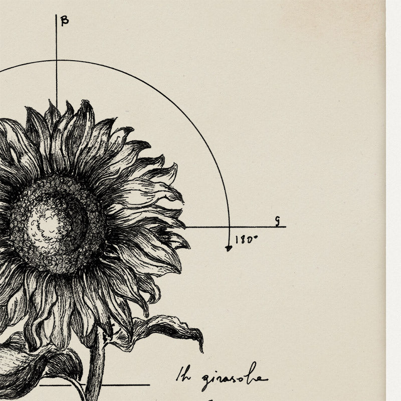 "Helianthus" - Stampa D'arte