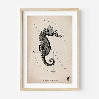 "Hippocampus Spinosissimus" - Stampa D'arte