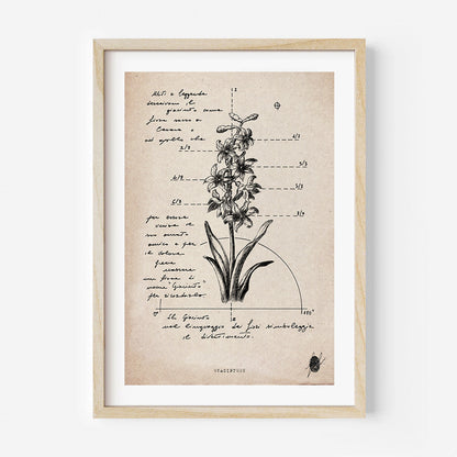 "Hyacinthus" - Stampa D'arte