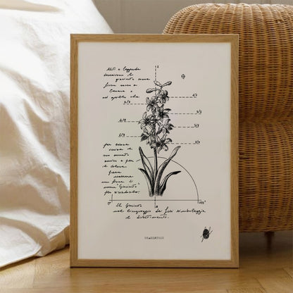 "Hyacinthus" - Stampa D'arte