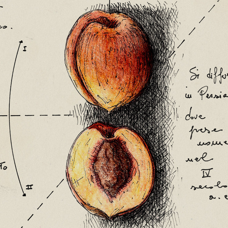 "Simbologia Della Frutta I" - Set 2 Stampe