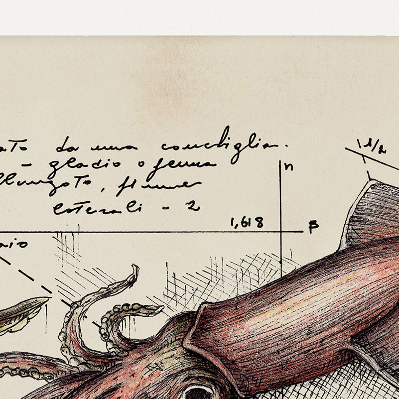 "Cefalopodi I" - Set 2 Stampe