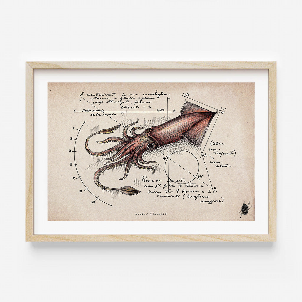 "Loligo Vulgaris" - Art Print