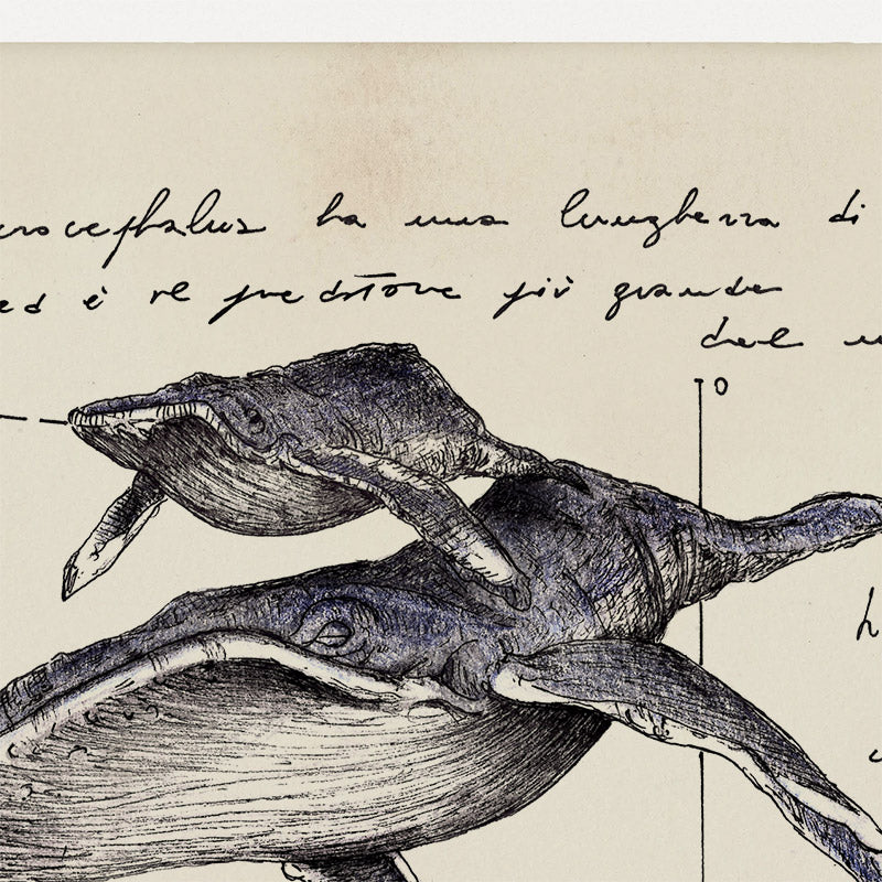 "Megaptera" - Stampa D'arte