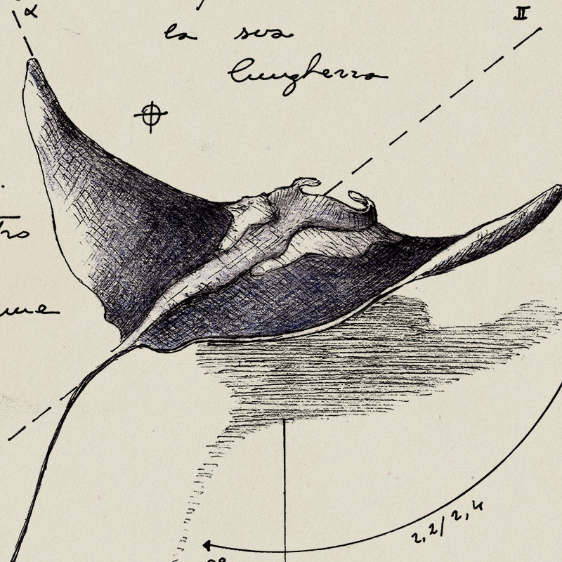 "Mobula Birostris" - Stampa D'arte