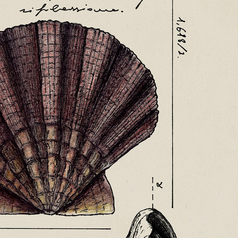 "Pecten Maximus" - Stampa D'Arte