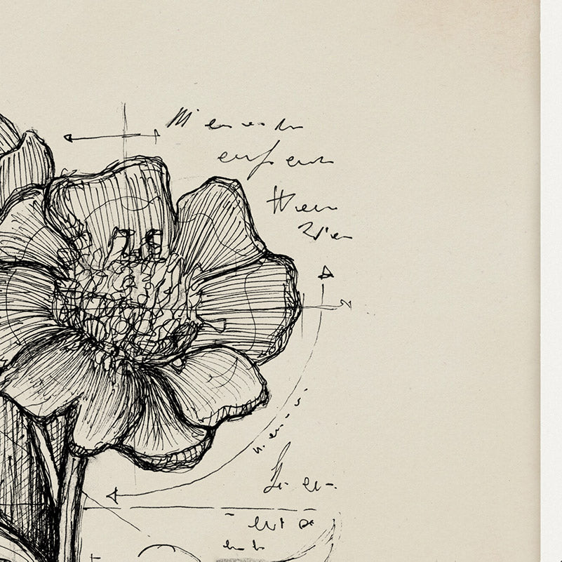 "Peony Albiflora" - Stampa D'Arte