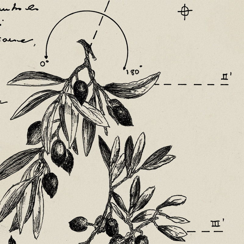 "Rami d'Ulivo" - Stampa D'arte