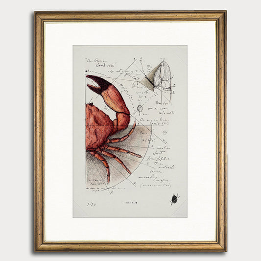"Stone Crab 1884" - Stampa D'arte