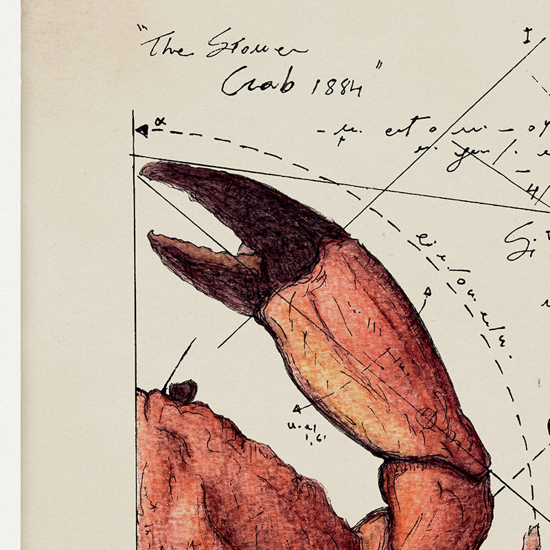 "Stone Crab 1884" - Stampa D'arte
