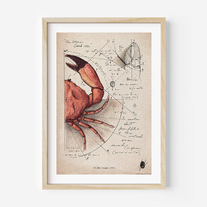 "Stone Crab 1884" - Stampa D'arte