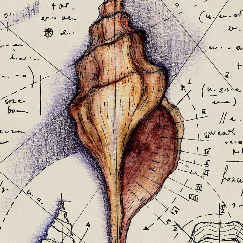 "Triplofusus Giganteus 1840" - Stampa D'Arte