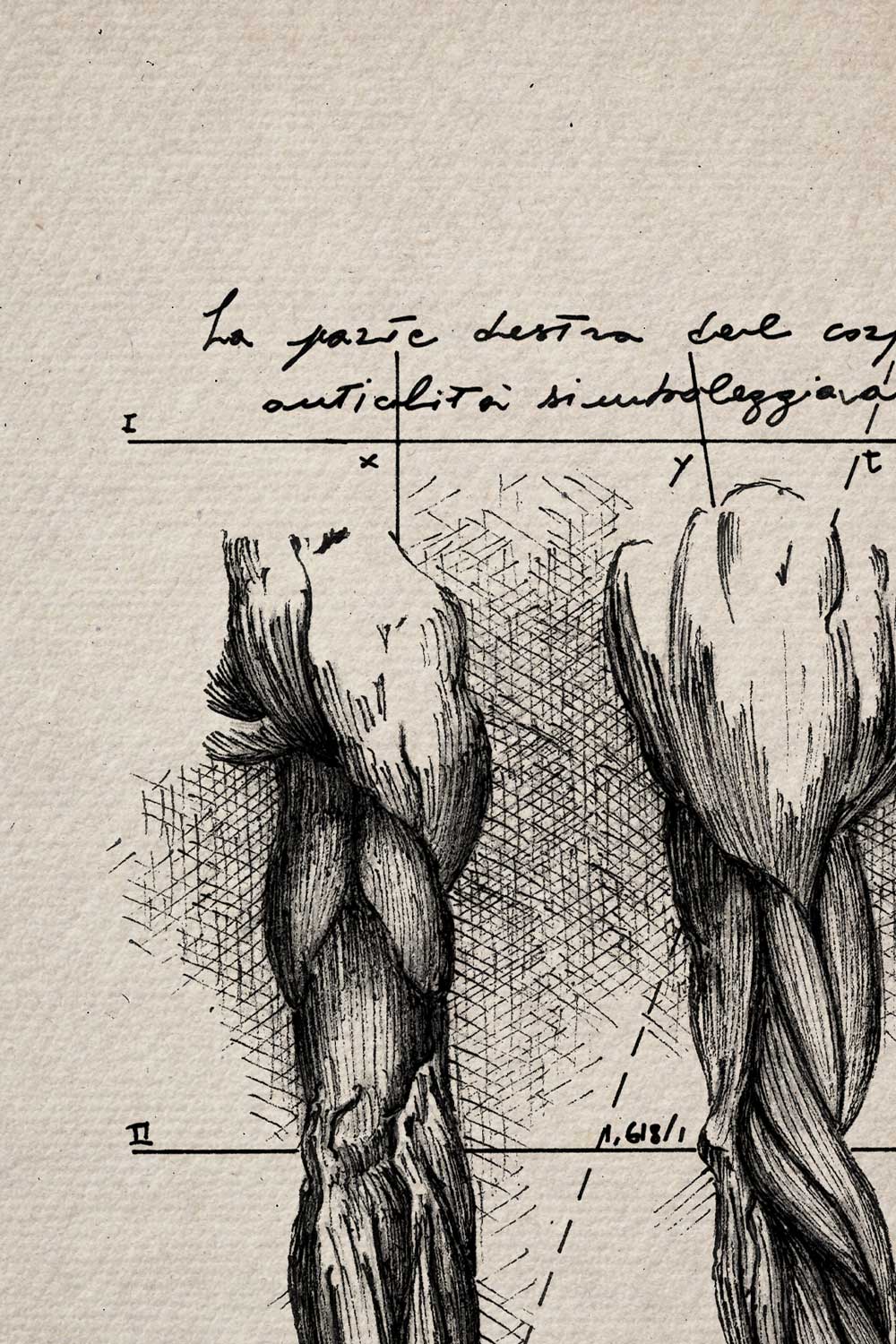 Ink detail Brachium - dense crosshatching of arm muscles on textured ivory paper | Lorenzo Caia