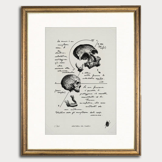 "Skull Anatomy" - Art Print