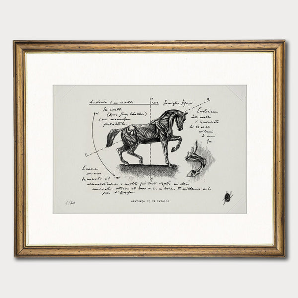 "Anatomia Di Un Cavallo " - Stampa D'arte