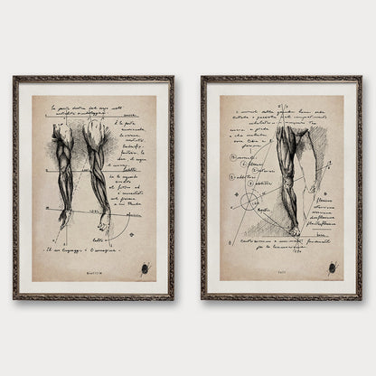 "Anatomy II" - Set of 2 Prints