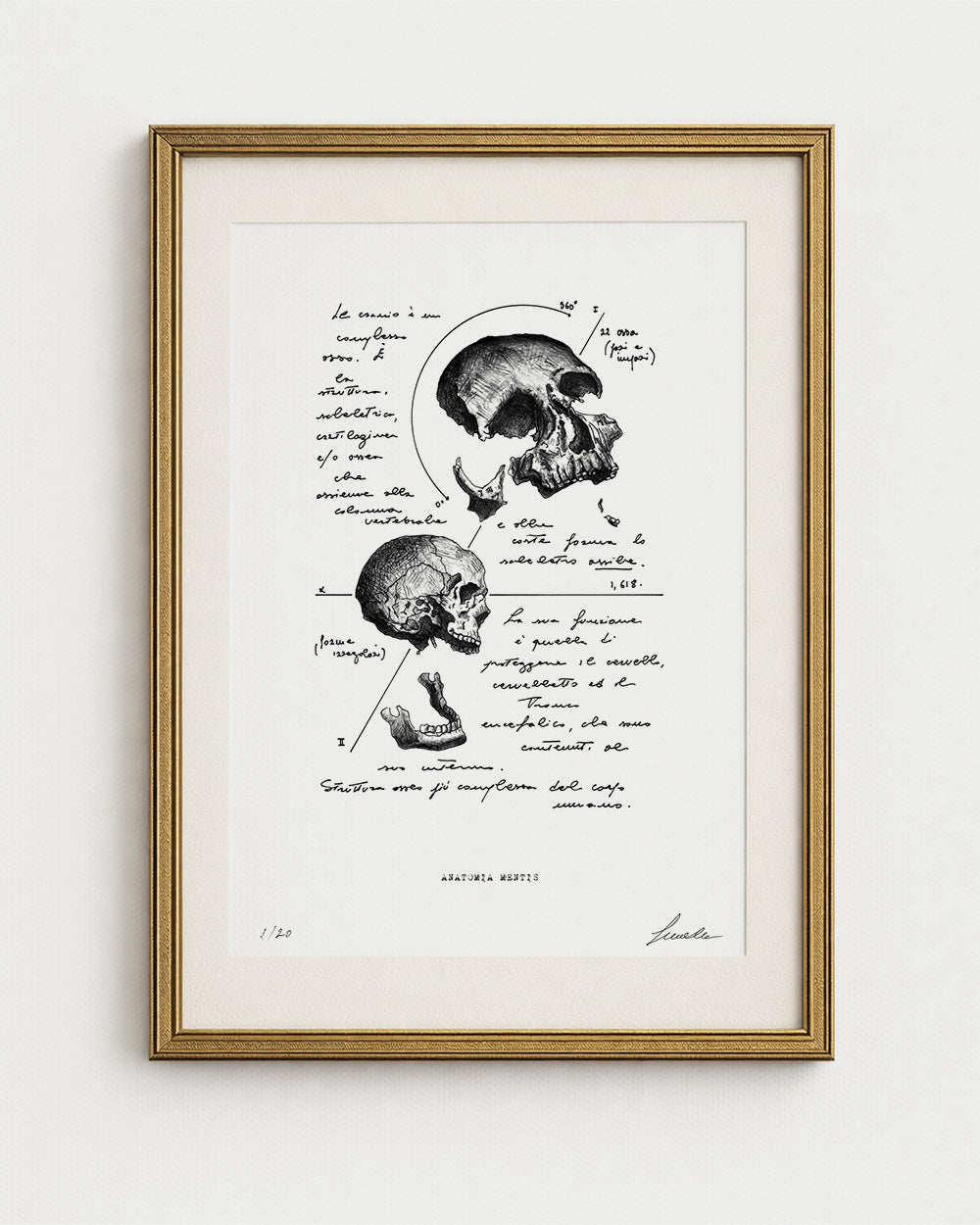 "Skull Anatomy" - Art Print