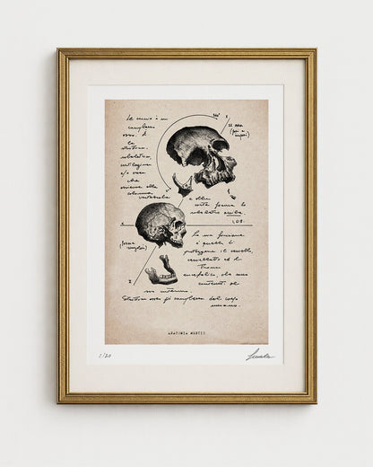 "Skull Anatomy" - Art Print