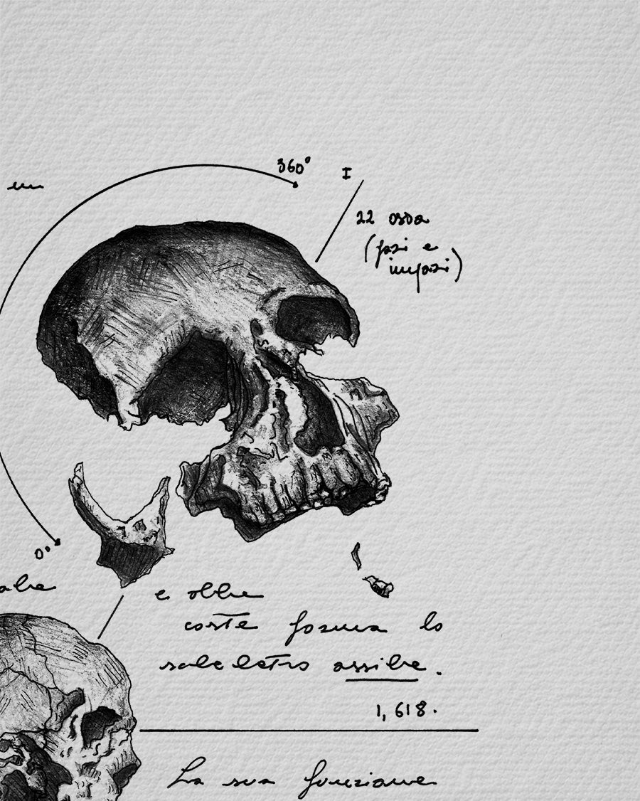 "Skull Anatomy" - Art Print