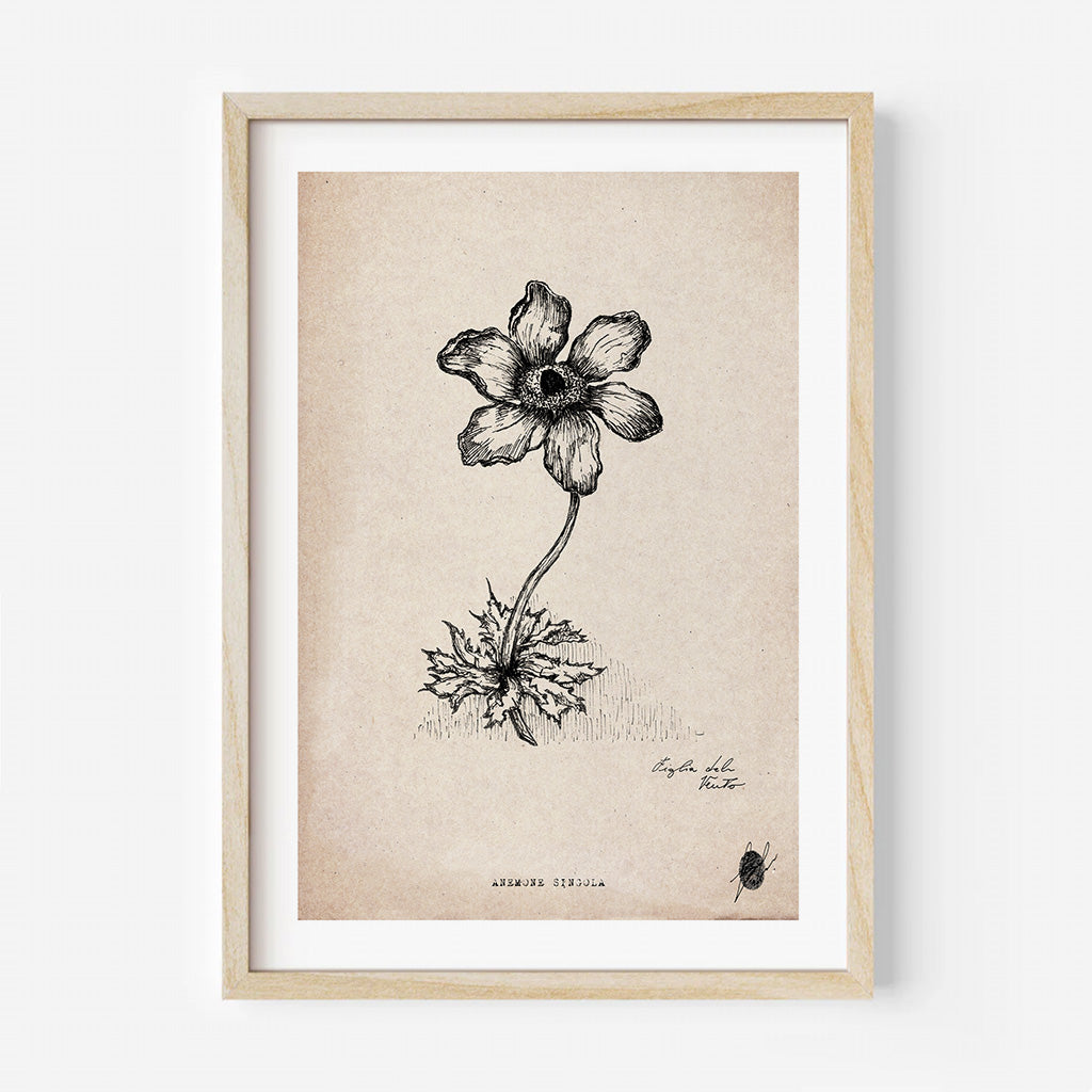 "Single Anemone" - Art Print