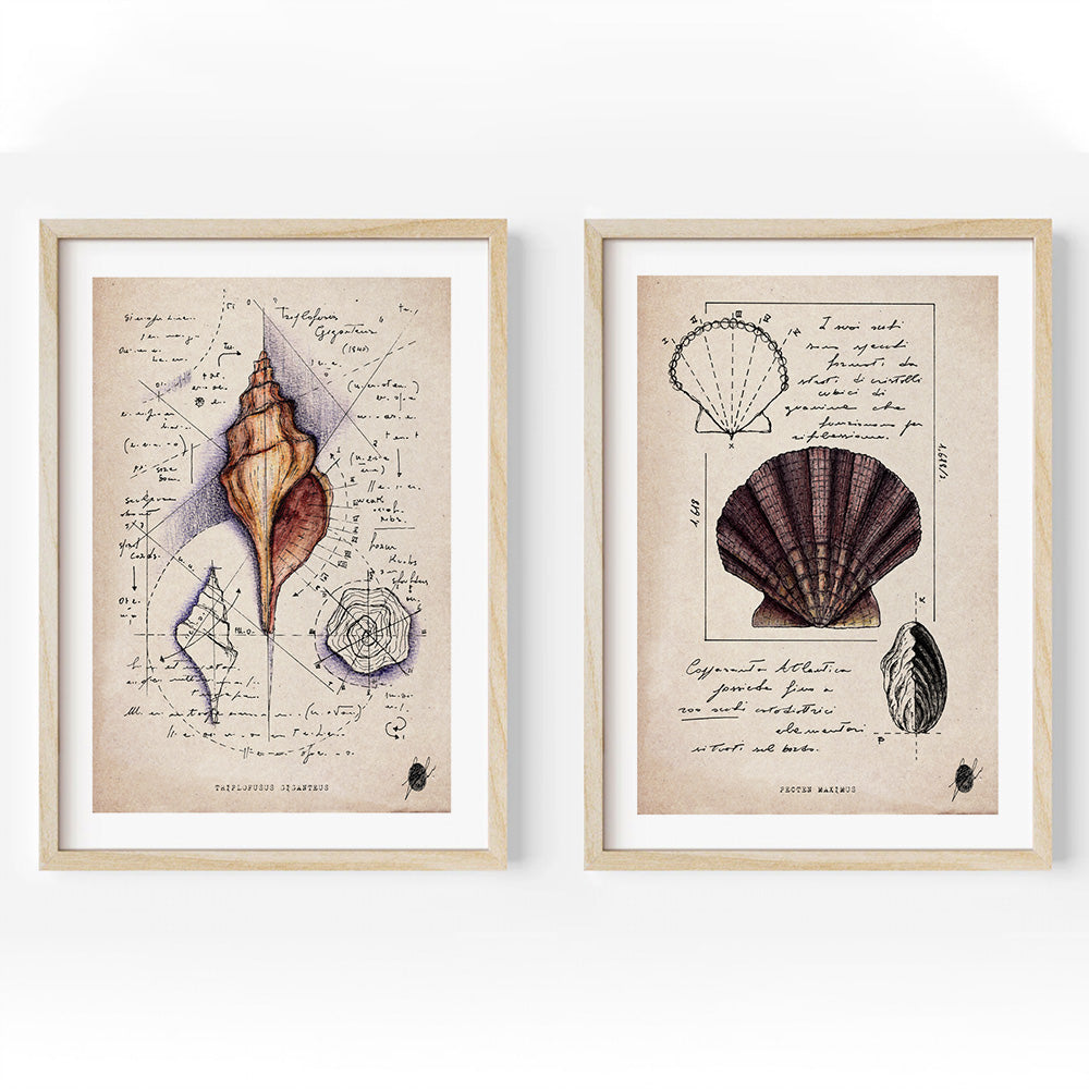 "Shells I" - Set of 2 Prints