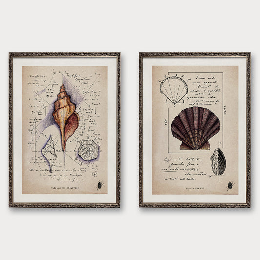 "Shells I" - Set of 2 Prints