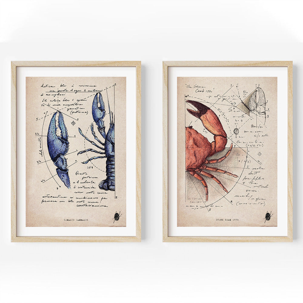 "Crustaceans I" - Set of 2 Prints
