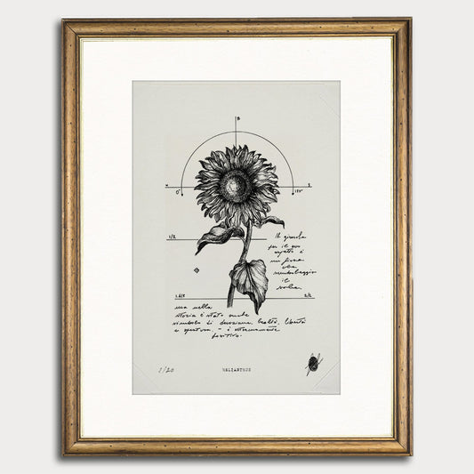 "Helianthus" - Art Print