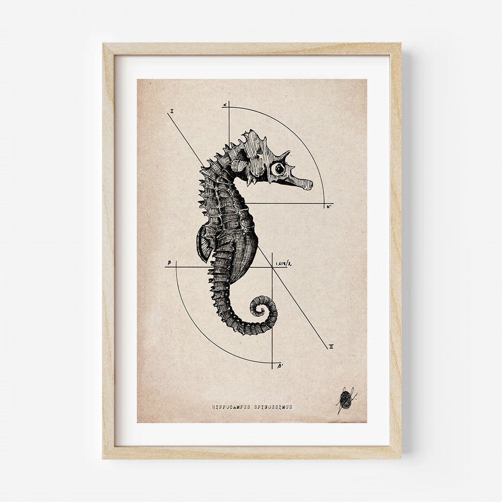 "Hippocampus Spinosissimus" - Art Print