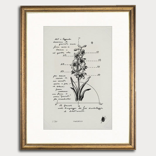 "Hyacinthus" - Art Print