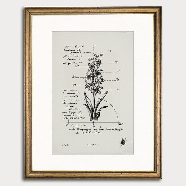 "Hyacinthus" - Illustrazione Botanica a Inchiostro