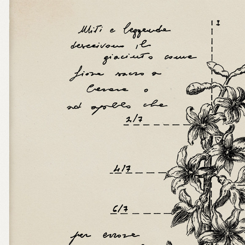 "Hyacinthus" - Art Print