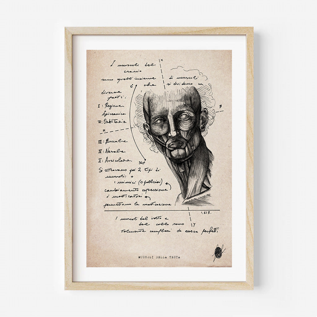 "Muscles of the Head" - Art Print