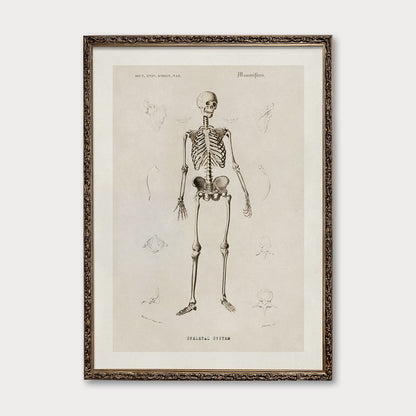 "Skeletal System" - Illustration