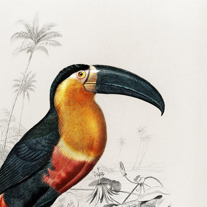 "Toucan" - Illustration