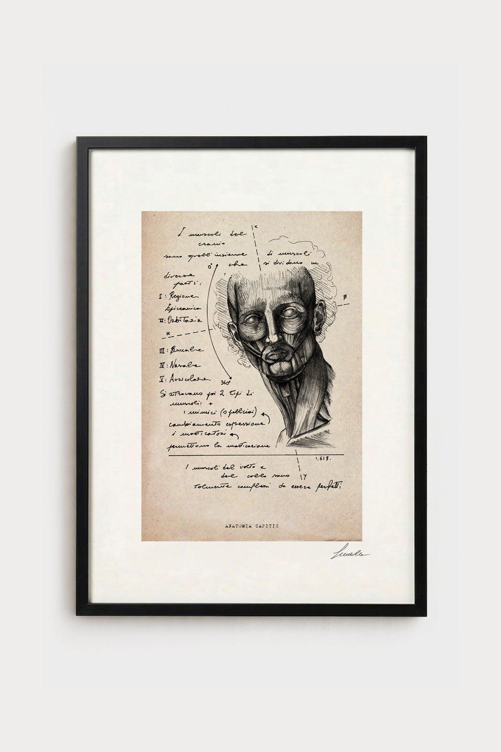 Ink illustration Anatomia Capitis on ivory background - archival fine art print, anatomy diagram | Lorenzo Caia