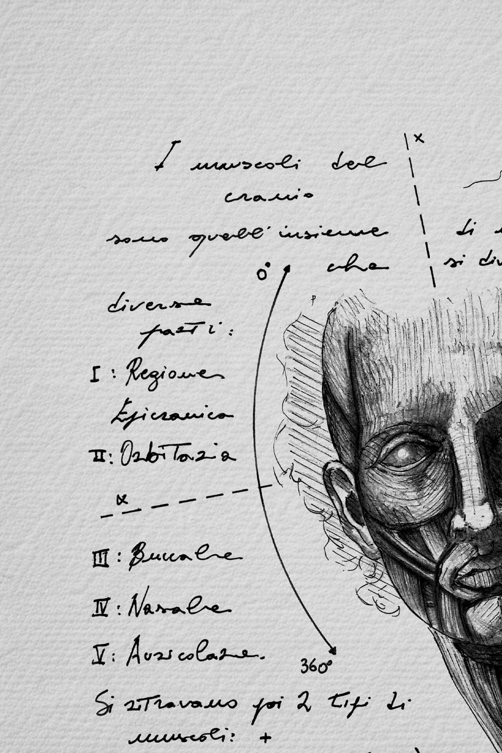 Ink detail Anatomia Capitis - fine line work of skull muscles and diagrams on white paper | Lorenzo Caia