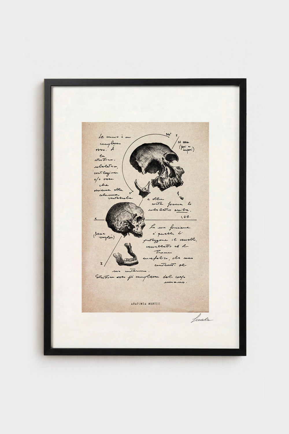 Ink illustration Anatomia Mentis on ivory background - archival fine art print, vintage human skull diagram | Lorenzo Caia