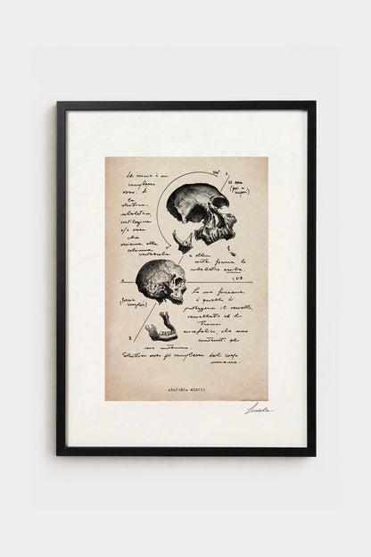 Ink illustration Anatomia Mentis on ivory background - archival fine art print, vintage human skull diagram | Lorenzo Caia