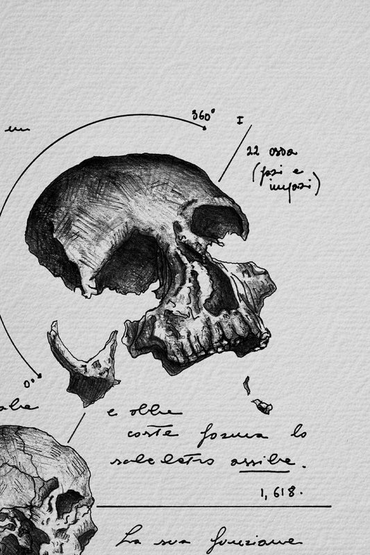 Ink detail Anatomia Mentis - close-up of the skull and calligraphy, illustration on paper | Lorenzo Caia