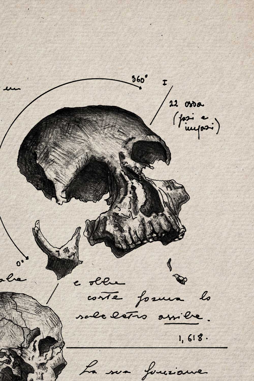 Ink detail Anatomia Mentis - fine line work of the skull on textured ivory paper | Lorenzo Caia