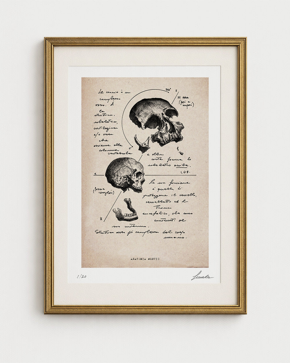 Edizione "Fondo d'Archivio" dell'opera Anatomia Mentis. Stampa d'arte del cranio umano su carta cotone avoriata "Warm Tone" con cornice oro. Studio anatomico vintage per collezionisti.